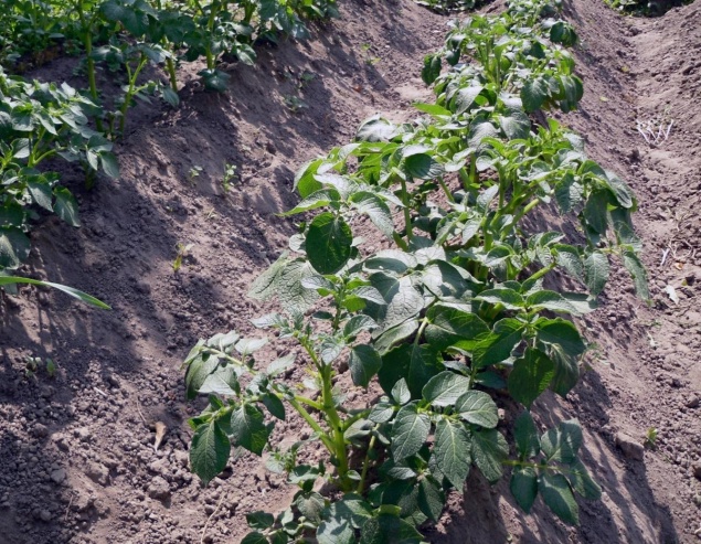 Хитрости окучивания картофеля