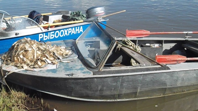 В Красноярском крае браконьеры поймали в сети рыбы на 350 тысяч