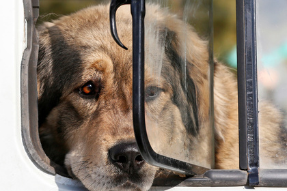 Список опасных пород собак обновили