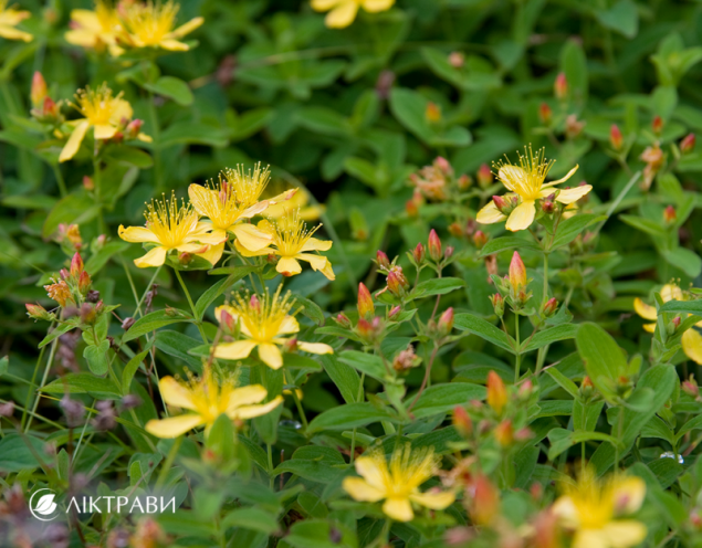 Зверобой от депрессии — проверенное натуральное средство