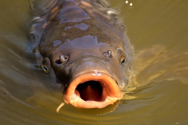 Рыба в Красноярске и крае успешно прошла проверку на ГМО и антибиотики. Но с реализации сняли 600 кг