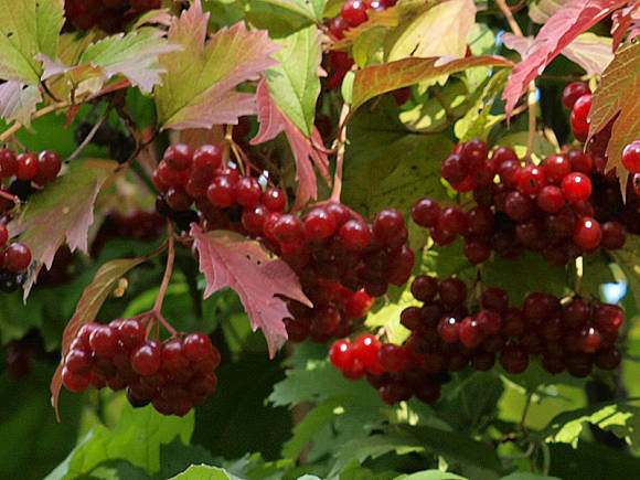 Калина обыкновенная: полезные свойства и применение