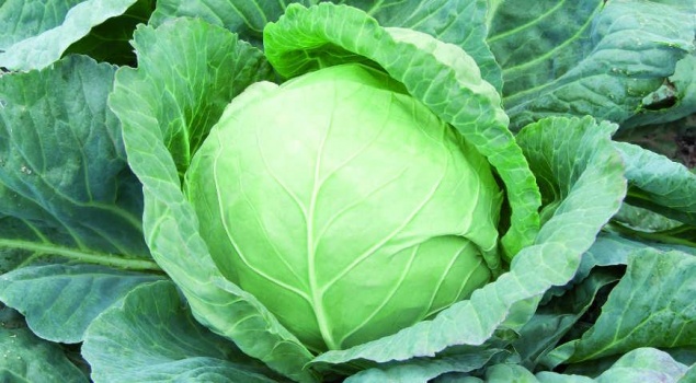 Сбор и хранение урожая белокочанной капусты