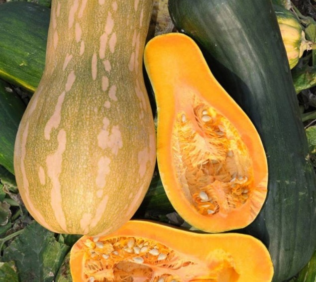 Ароматный мускатный сорт тыквы «Жемчужина»: чем хорош и почему его стоит выращивать у себя на участке
