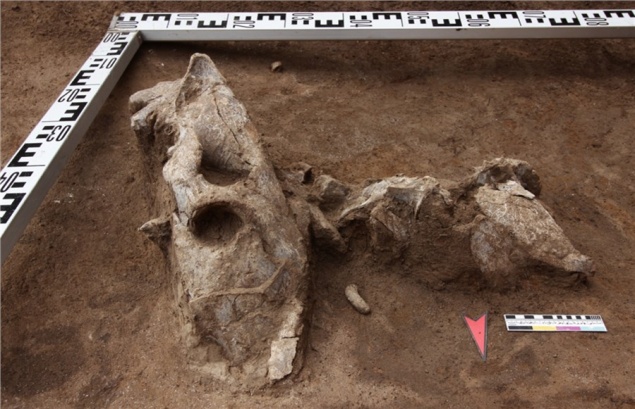 В Красноярске обнаружили череп пещерного льва. Находке 30 тысяч лет