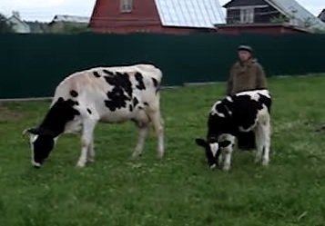 В Красноярский край привезли элитных коров из Чехии