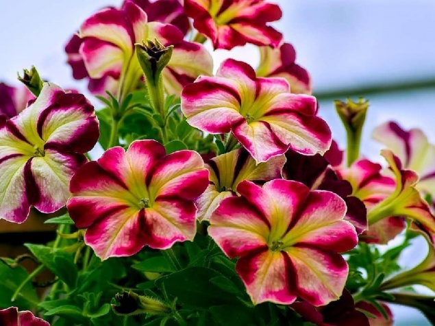 ОЧЕНЬ ПРОСТОЙ СПОСОБ ВЫРАСТИТЬ КРАСИВУЮ ПЕТУНИЮ