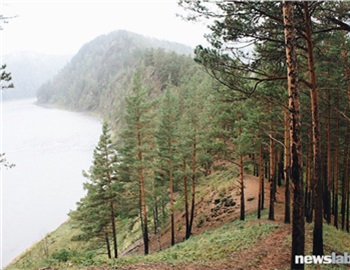 Еще одного арендатора заставили снести незаконно установленный в лесу около Маны забор