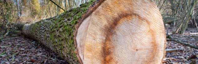 Бывшего руководителя Ачинского и Большеулуйского лесничеств задержали по подозрению в массовой вырубке кедров