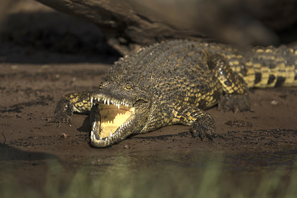 Девочка оседлала крокодила и спасла подругу от гибели