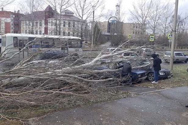 Огромное дерево упало на крыши припаркованных авто: двоим помогли спасатели