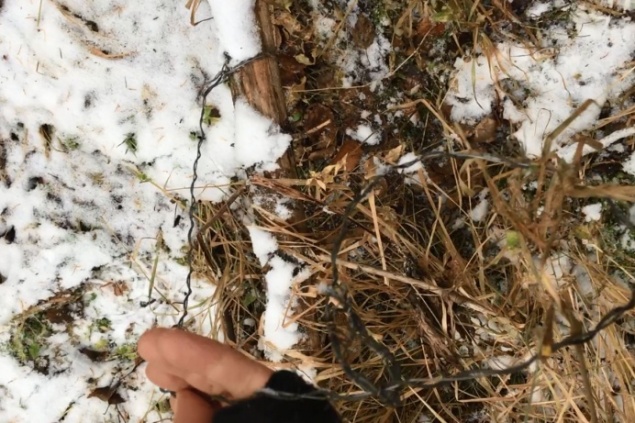 На «Столбах» ужесточают контроль из-за капканов и петель браконьеров