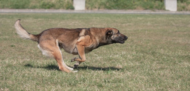 В Красноярске впервые покажут новую систему дрессировки служебных собак — мондьоринг
