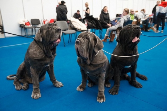 Более 300 собак и 90 пород увидят красноярцы на крупнейшей в Сибири выставке