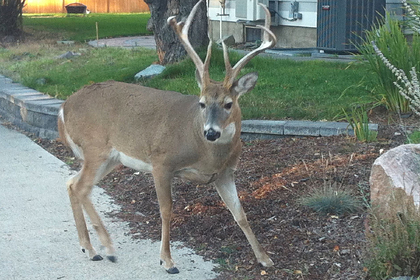 Прирученный олень рассвирепел, изувечил женщину и был убит