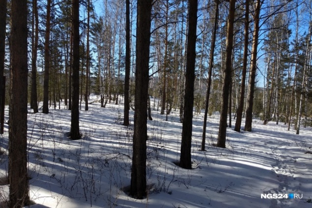 Пожилого мужчину в лесу прибило сваленным деревом возле «Столбов»