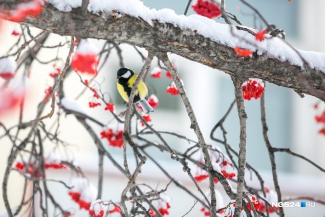 На Красноярск надвигается серьезное похолодание