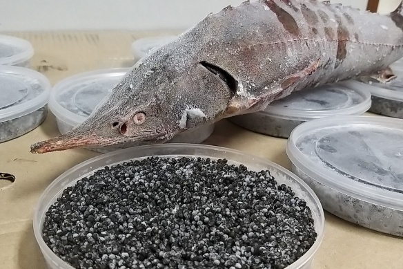 Пограничники задержали судно с килограммами черной икры и осетра на борту