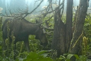 «Это настоящая сенсация»: в парке «Ергаки» впервые за 20 лет поселился лось