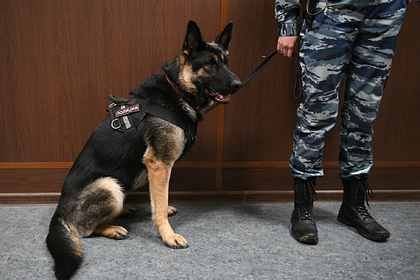 Неизвестные сообщили о бомбах в колледжах и вузах силовых ведомств МосквыНеизвестные сообщили о бомбах в учебных заведениях силовых ведомств в столице. Об этом в четверг, 21 ноября, сообщает «Интерфак