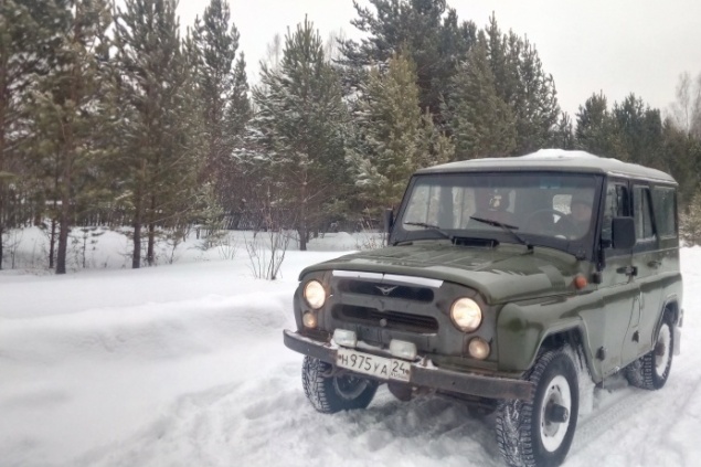 Лесники и гаишники перед Новым годом начали охранять молодые ели