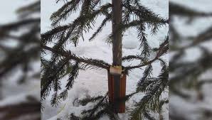 Полицейские Ачинска напоминают об ответственности за незаконную рубку елочных насаждений