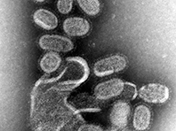 У прогрессивного лекарства против гриппа нашли опасный побочный эффект