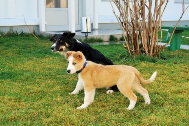 Трехмесячный рыжий щенок из Красноярска отправился в Крым работать и искать взрывчатку