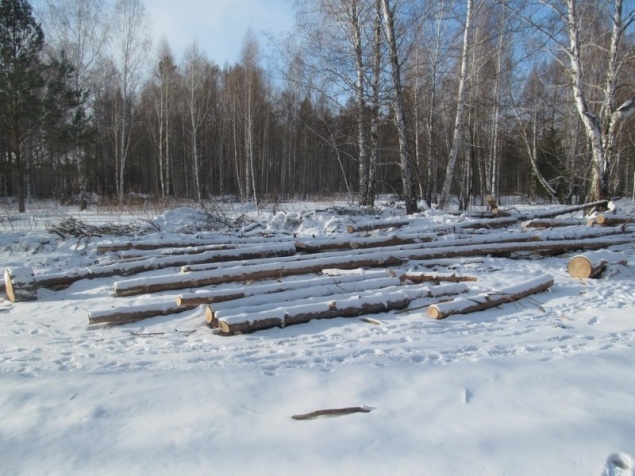 В Богучанах Красноярского края будут судить профессиональных «чёрных» лесорубов. В банде состояли 8 человек
