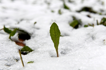 Россиян предупредили об аномально теплой погоде в декабре