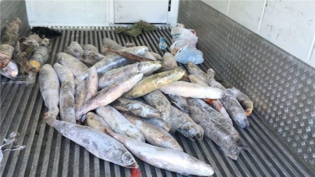 В аэропорту Красноярска торговали незаконно добытым осетром и черной икрой. Под суд пойдут 5 человек