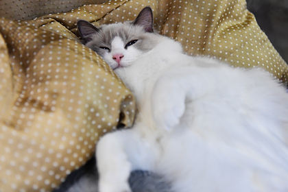 Российский спецназовец раскрыл тайную технику пятнадцатиминутного сна