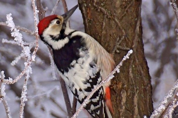 «Закрывает глаза от напряжения»: в «Шушенском бору» сфотографировали за работой редкого дятла