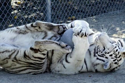 Бенгальские тигры решили поиграть и изувечили вырастившую их смотрительницу