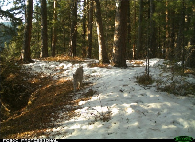 Из-за проблем с питанием рыси из красноярских «Столбов» могут выйти к людям