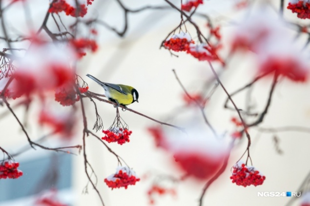 На смену нулевым температурам в выходные заглянет похолодание