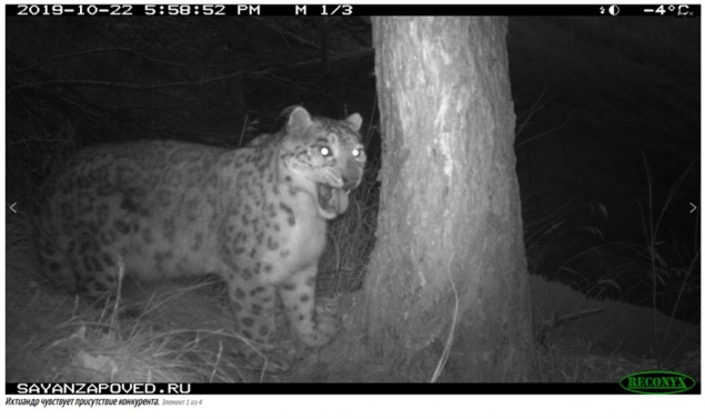 Монгол освоился: в Саяно-Шушенском заповеднике рассказали о жизни привезенных снежных барсов