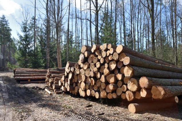 Федеральные антимонопольщики похвалили Красноярский край за наведение порядка в лесной отрасли