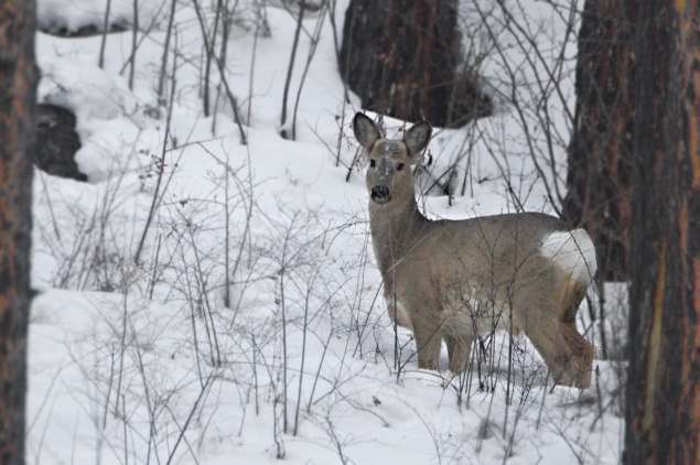В «Шушенском бору» для косуль посадили овес и горох. Помогают выживать снежной зимой
