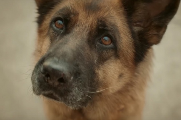 Сын актера Домогарова снимает фильм про норильского Хатико. Представлен первый трейлер