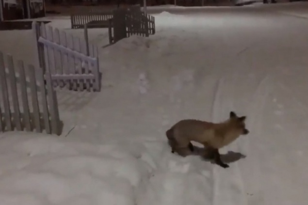 «Поддержала аниматоров»: на самую грустную вечеринку на острове Татышев пришла лиса