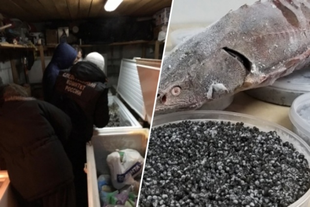 Группу новосибирских браконьеров задержали за добычу краснокнижного осетра в крае на 14 миллионов