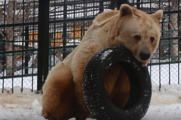 Медведь Памир из «Роева ручья» вышел из спячки из-за оттепели и занялся физкультурой