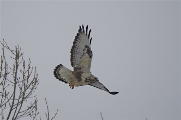 В «Шушенский бор» в поисках грызунов прилетела редкая хищная птица