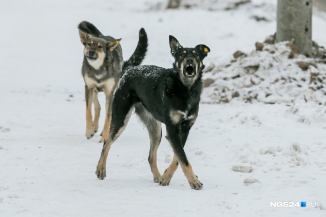 На базе в Ленинском районе нашли тело сторожа, погрызенного бездомными собаками