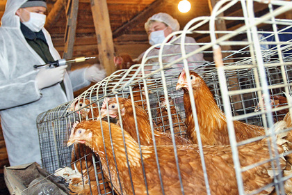 В России озаботились атаковавшим Европу опасным вирусом