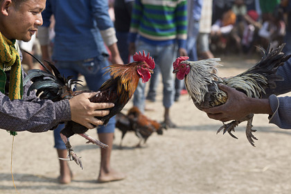 Вооруженный петух зарезал мужчину