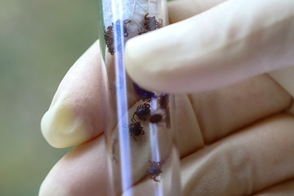 Россиян предупредили об опасности «зимних» клещей