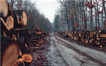 В Красноярском крае предприниматели хотели отправить в Китай лес неизвестного происхождения и нарвались на полумиллионный штраф