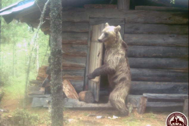 Фотоловушки в Саяно-Шушенском заповеднике сняли дерзкого медведя, хозяйничающего в лесной избушке